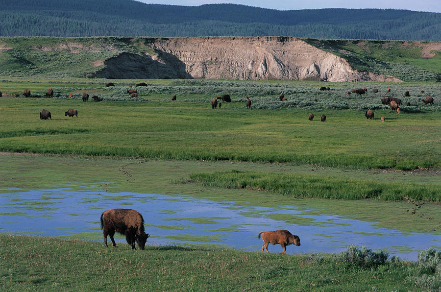 Herd Of Buffalo Grazing Photograph by Theo Allofs