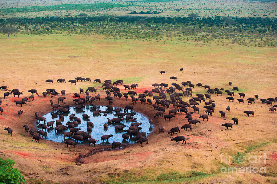 Herd Of Buffaloes In Water Hole Photograph by Andrzej Kubik Fine Art