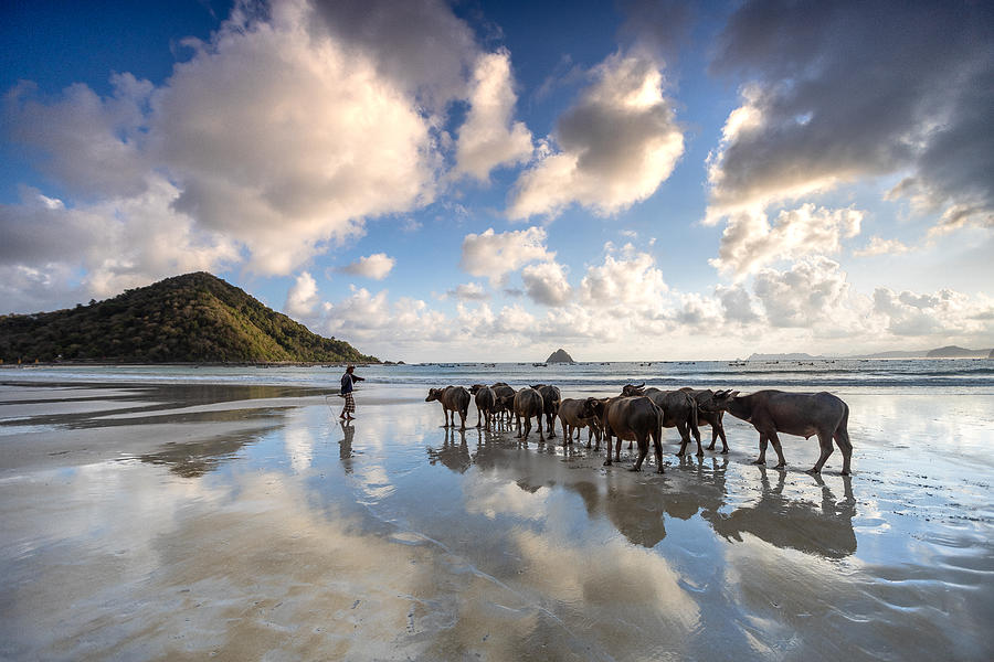 Beach Photograph - Herd Of Buffaloes by Prianto Puji Anggriawan