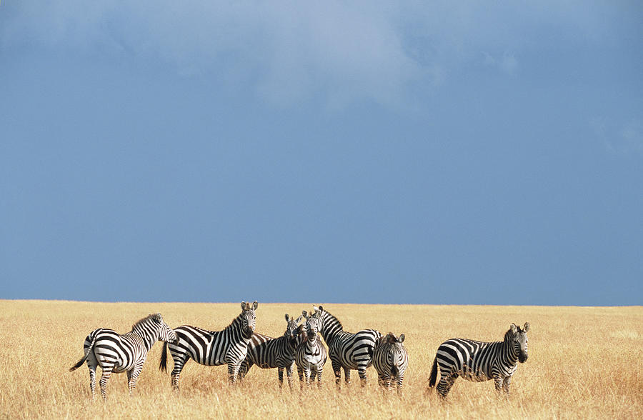 Herd Of Burchellis Zebras Equus Photograph by Paul Souders