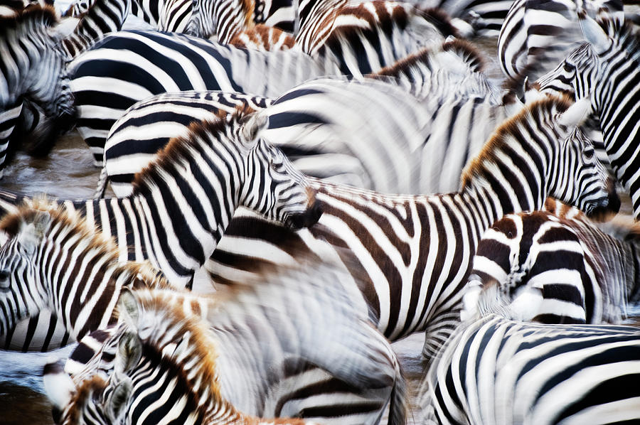 Herd Of Burchells Zebras Photograph by Mike Hill