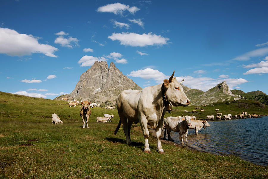 Herd Of Cattle At Lake Lac Roumassot, Pic Du Midi Dossau In Background, Ossau Valley, French Pyrenees, Pyrenees-atlantiques, Aquitaine, France Photograph by Frank Van Groen Photography