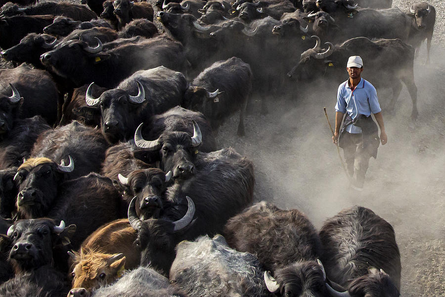 Beef Photograph - Herd Of Cattle by Zhd Bilgin