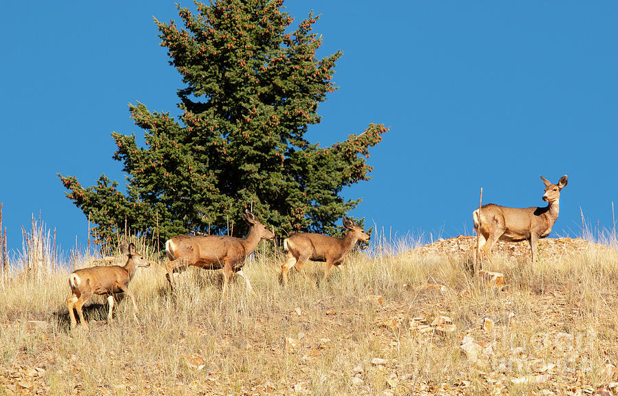 Herd of Colorado Deer Photograph by Steven Krull