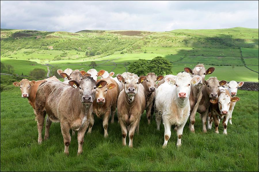 Herd Of Cows Photograph by Design Pics/chris Upton