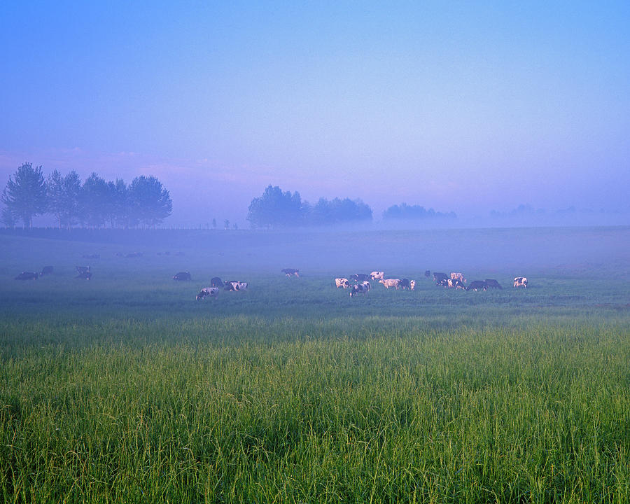 Herd Of Cows Grazing In Morning Mist Photograph by Min Geolshik