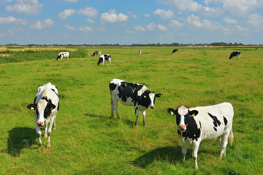 Herd Of Cows On Meadow Photograph by Raimund Linke