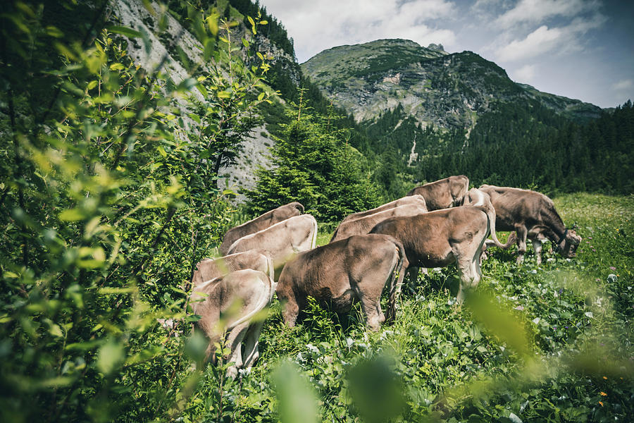 Herd Of Cows On The Mountain Meadow, E5, Alpenberquerung, 2nd Stage, Lechtal, Kemptner Htte To Memminger Htte, Tyrol, Austria, Alps Photograph by Christoph Jorda