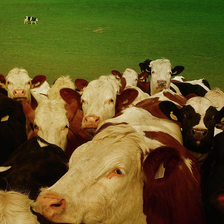 Herd Of Cows Photograph by Photo By Jim Wicks