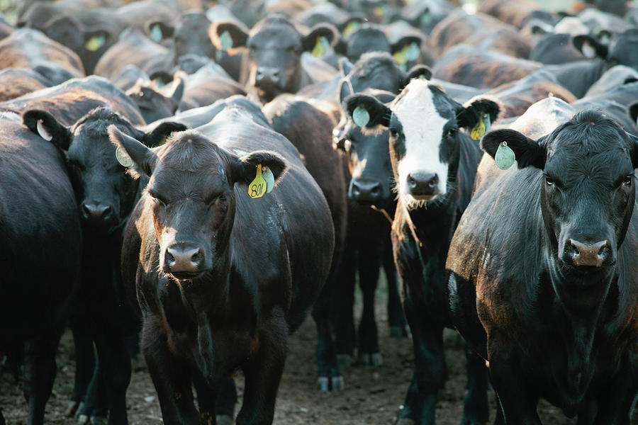 Herd Of Cows Wearing Tags In Ears Photograph by Matt Hoover Photo