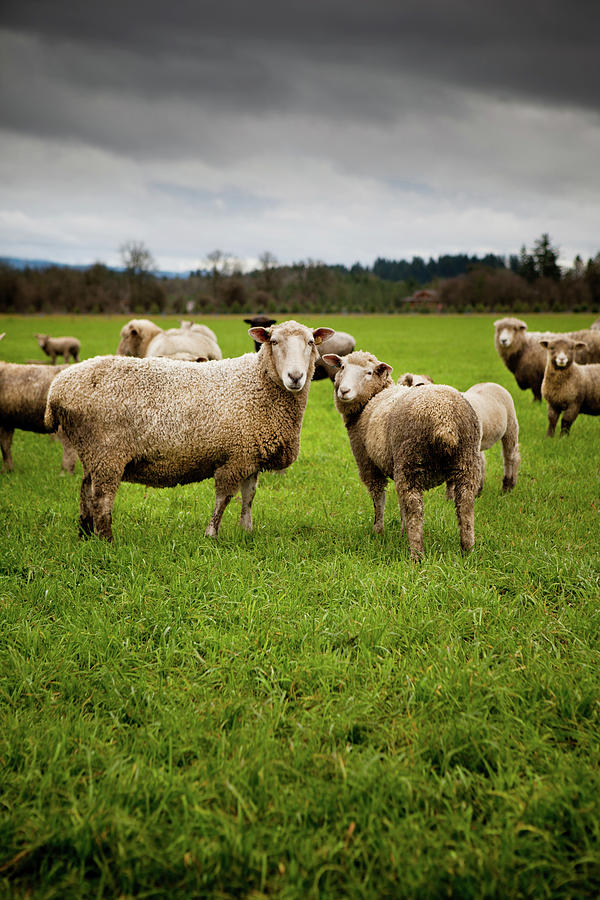 Herd Of Curious Sheep Looking At The Photograph by Andipantz