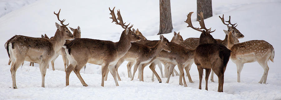 Herd Of Deer Photograph by Aleroy4