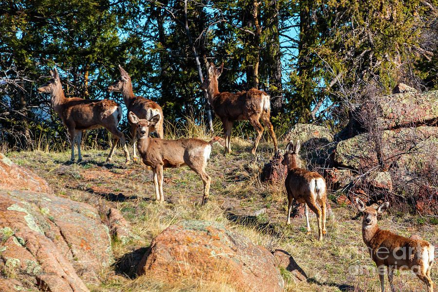 Herd of Deer on the Mountainside Photograph by Steven Krull