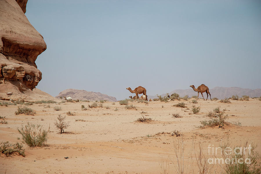 herd of Dromedary Camels Camelus dromedarius j3 Photograph by Dan Yeger