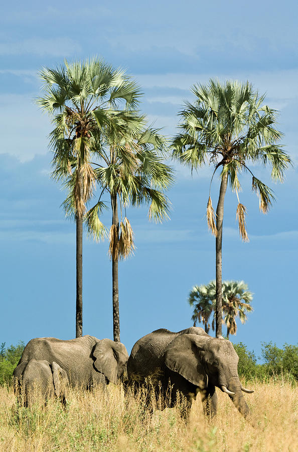 Herd Of Elephants Loxodonta Africana Photograph by Daryl Balfour