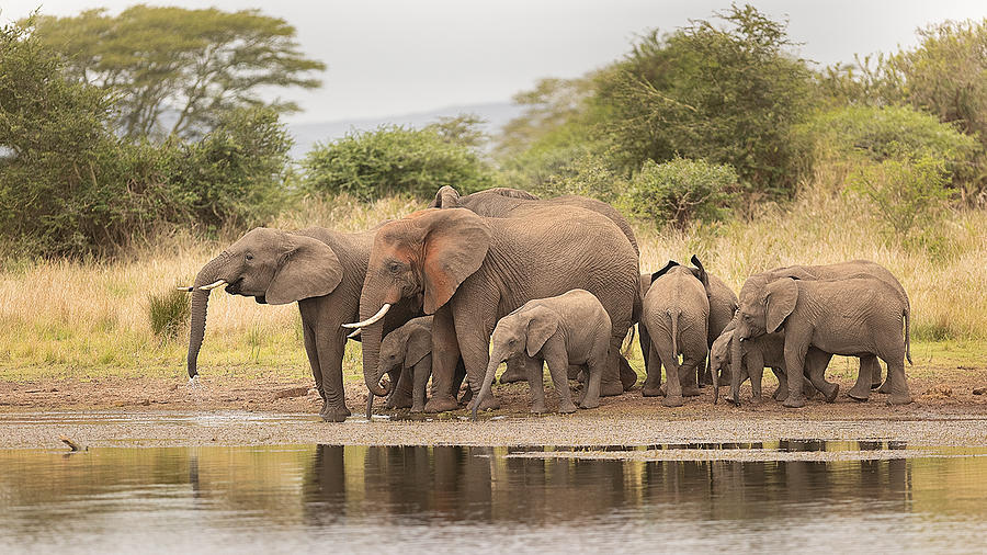 Herd Of Elephants On The Lake Photograph by Joan Gil Raga