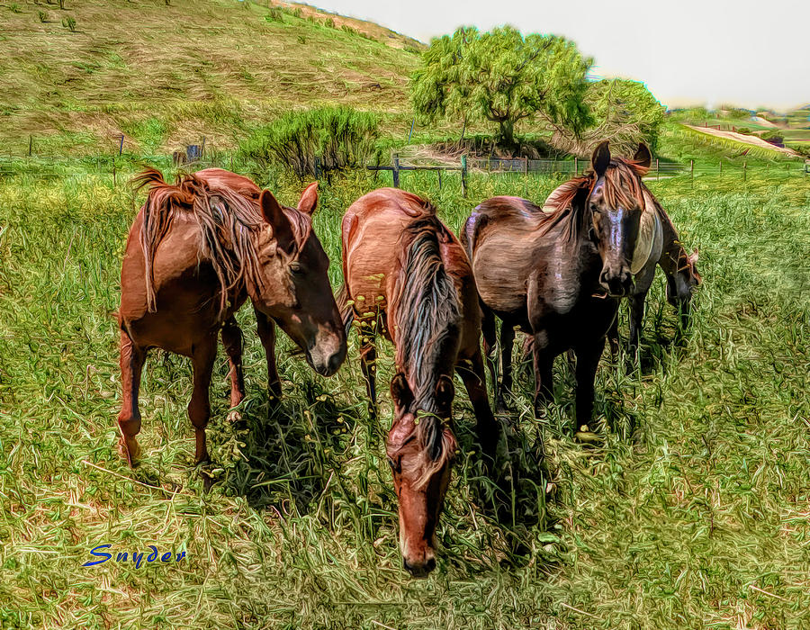 Herd of Four Wild Horses Photograph by Floyd Snyder