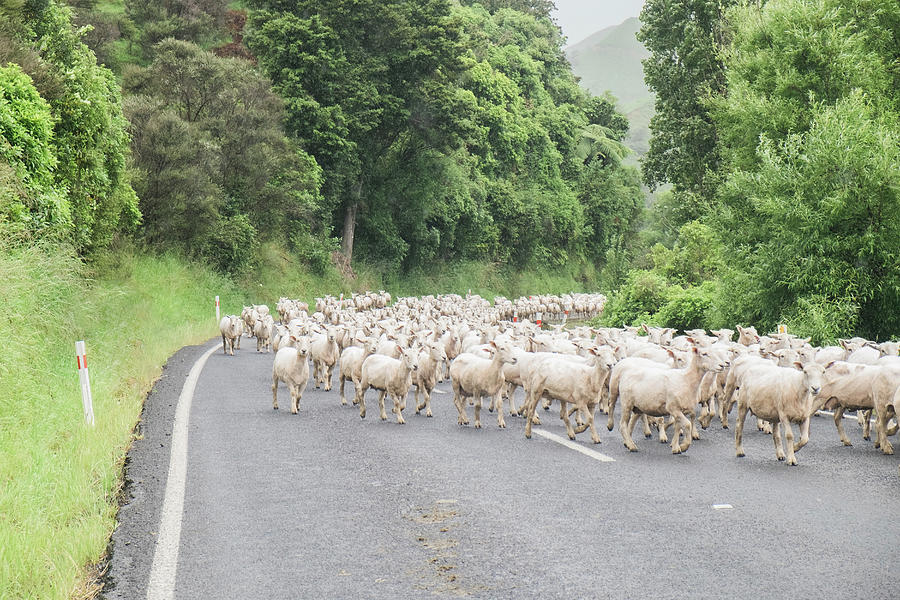 Herd Of Freshly Shorn Sheep Walking On Scenic Road Photograph by Cavan ...