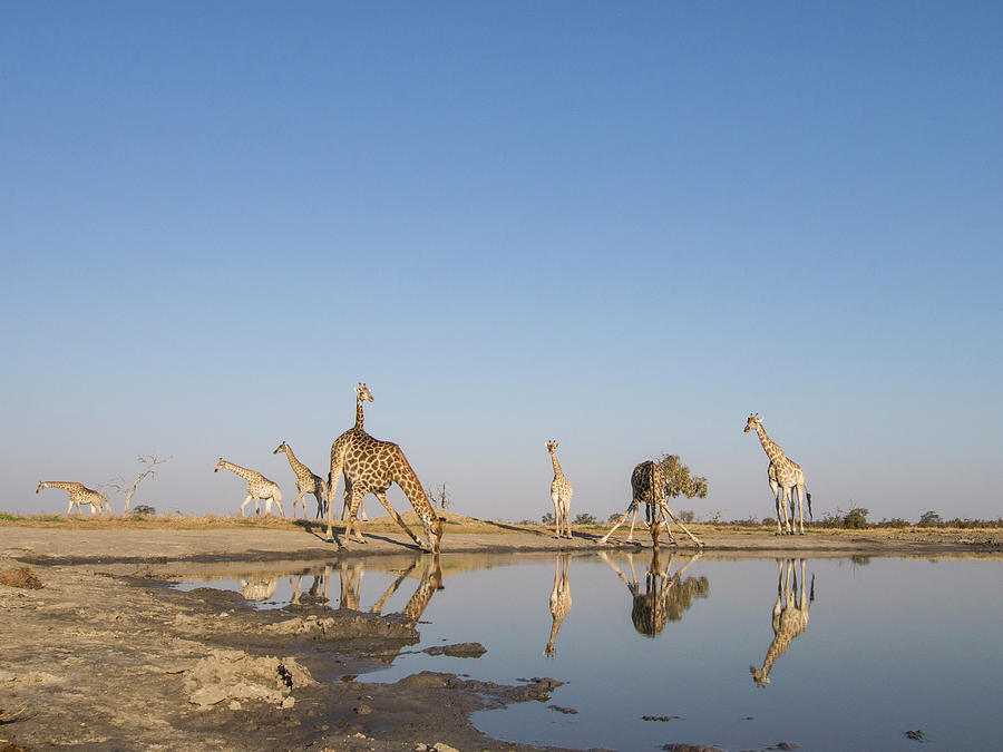 Herd Of Giraffe At Water Hole, Botswana Photograph by Paul Souders
