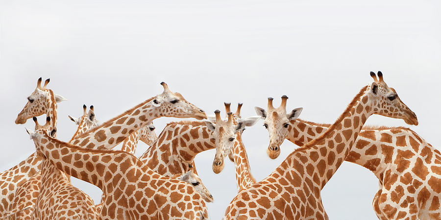 Herd Of Giraffe Photograph by Grant Faint