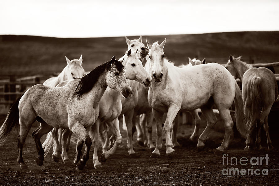 Herd of Greys Photograph by Carien Schippers