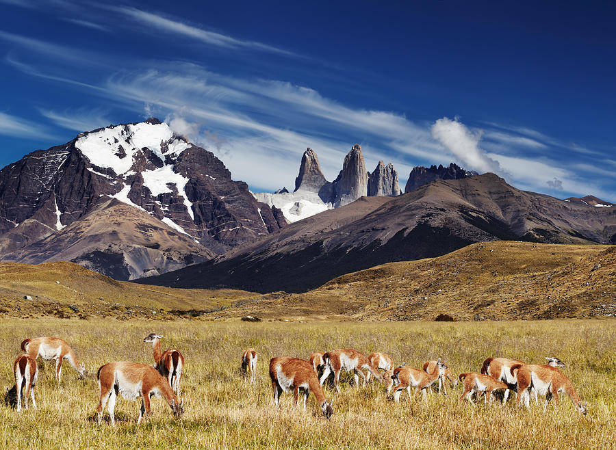Landscape Photograph - Herd Of Guanaco In Torres Del Paine by DPK-Photo