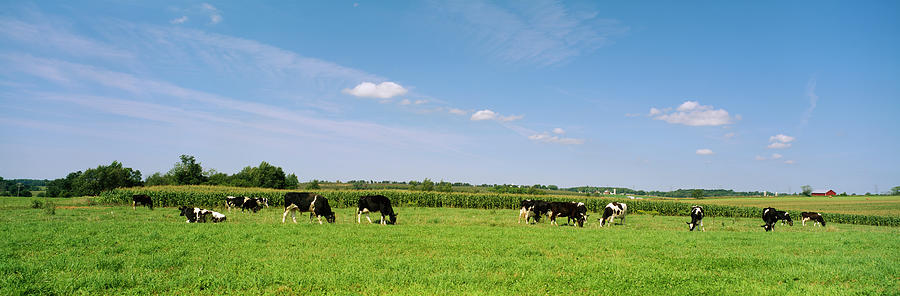 Herd Of Holstein Cows Grazing Photograph by Panoramic Images