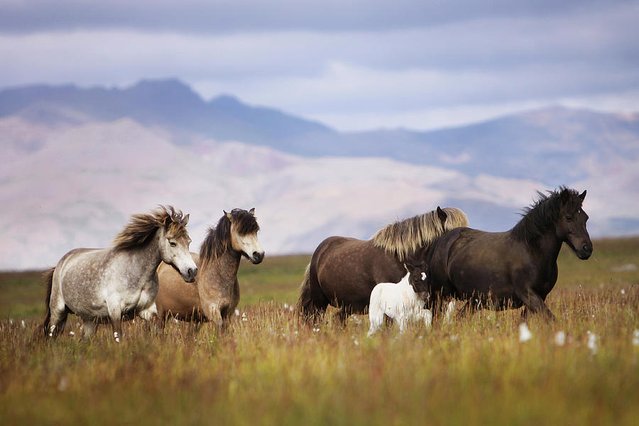 Herd Of Horses Photograph by Gigja Einarsdottir
