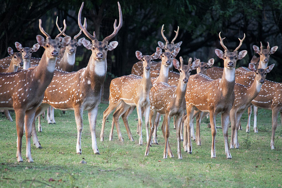 Deer Photograph - Herd Of Indian Spotted Deer Chital by Athul Krishnan (www.athul.in)