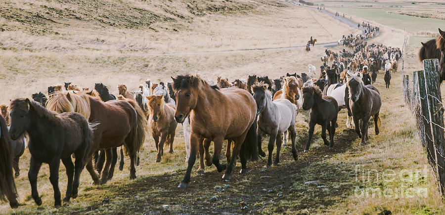 Herd of lovely Icelandic horses riding towards the meeting at th Photograph by Joaquin Corbalan
