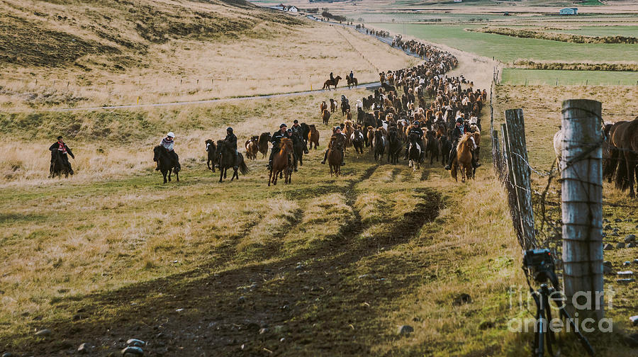 Herd of lovely Icelandic horses riding towards the meeting at the farm Photograph by Joaquin Corbalan