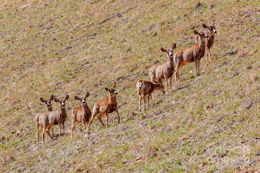 Herd Of Mule Deer In The Sun Photograph