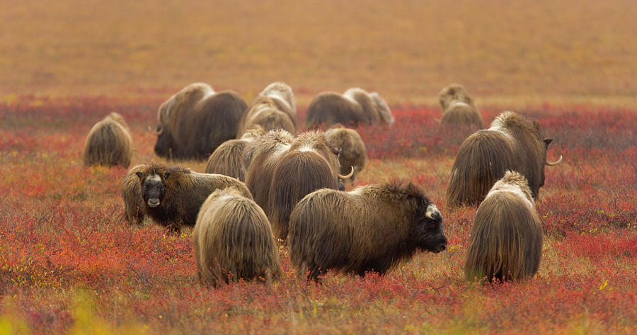 Herd Of Musk Ox Ovibos Moschatus On Photograph by Eastcott Momatiuk