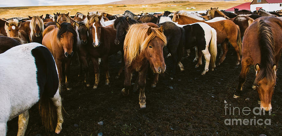 Herd of precious Icelandic horses gathered in a farm. Photograph by Joaquin Corbalan