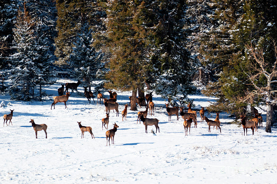 Herd of Rocky Mountain Elk Photograph by Steven Krull
