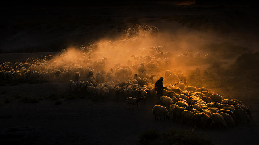 Herd Of Sheep Photograph by Emir Bagci