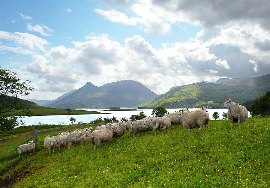 Herd Of Sheep Grazing In Scotland Photograph by Jalag / Jan-peter Westermann