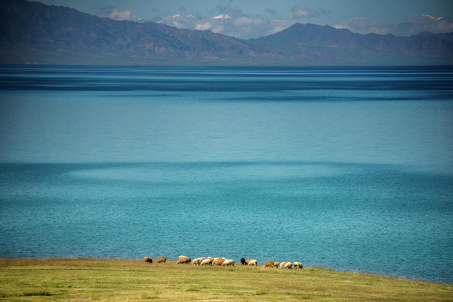Herd Of Sheep Near Sayram Lake, Ili Photograph by Nutexzles