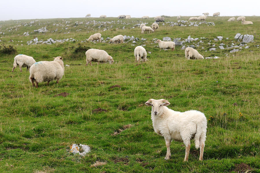 Herd-of-sheep Photograph by Paulo Etxeberria Ramírez