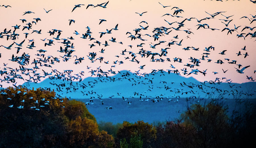Herd Of Snow Geese In Flight, Soccoro Photograph by Panoramic Images