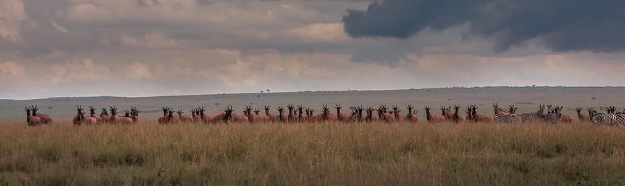 Herd Of Topi Damaliscus Lunatus Photograph by Buena Vista Images