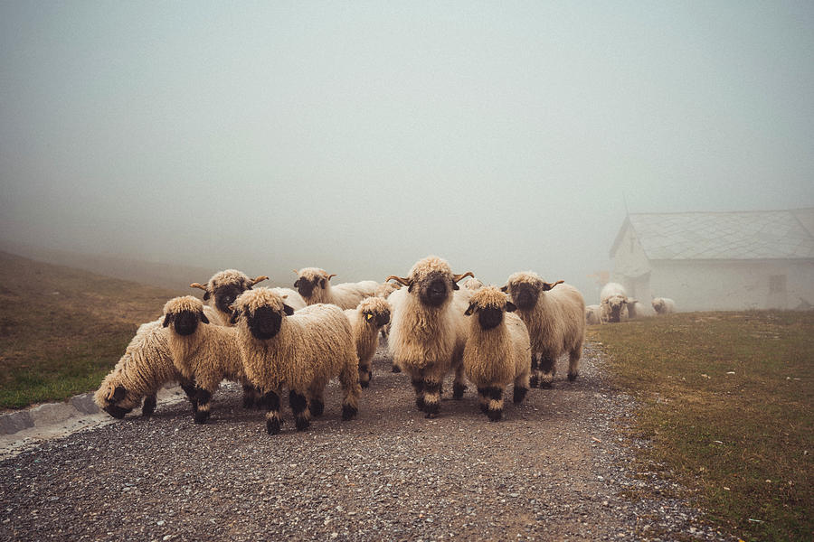 Mountain Photograph - Herd Of Valais Blacknose Sheep Walking Through Alpine Village In Fog by Cavan Images