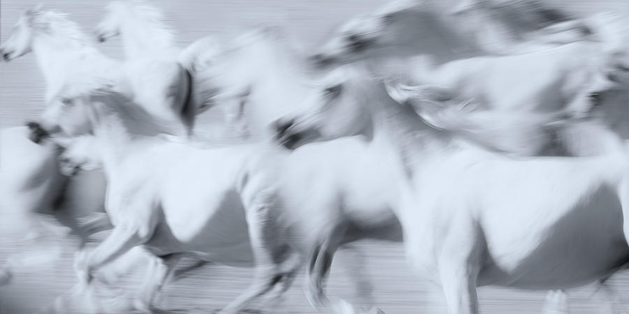 Herd Of White Arabian Mares Photograph by Ulrike Leinemann