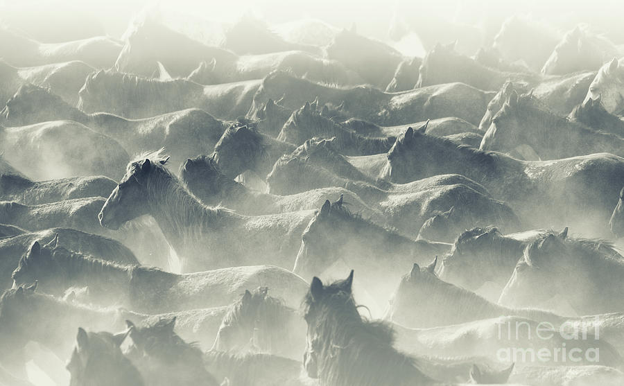 Herd Of Wild Horses Running In Dust Photograph by Tunart