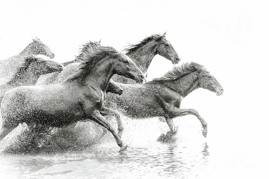 Herd Of Wild Horses Running In Water Photograph by Tunart