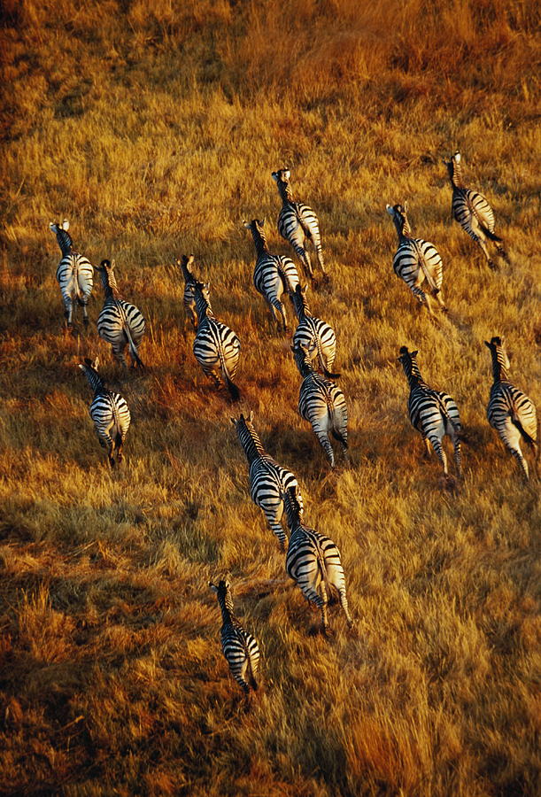 Herd Of Zebra Equus Sp. Running Over by Chris Harvey