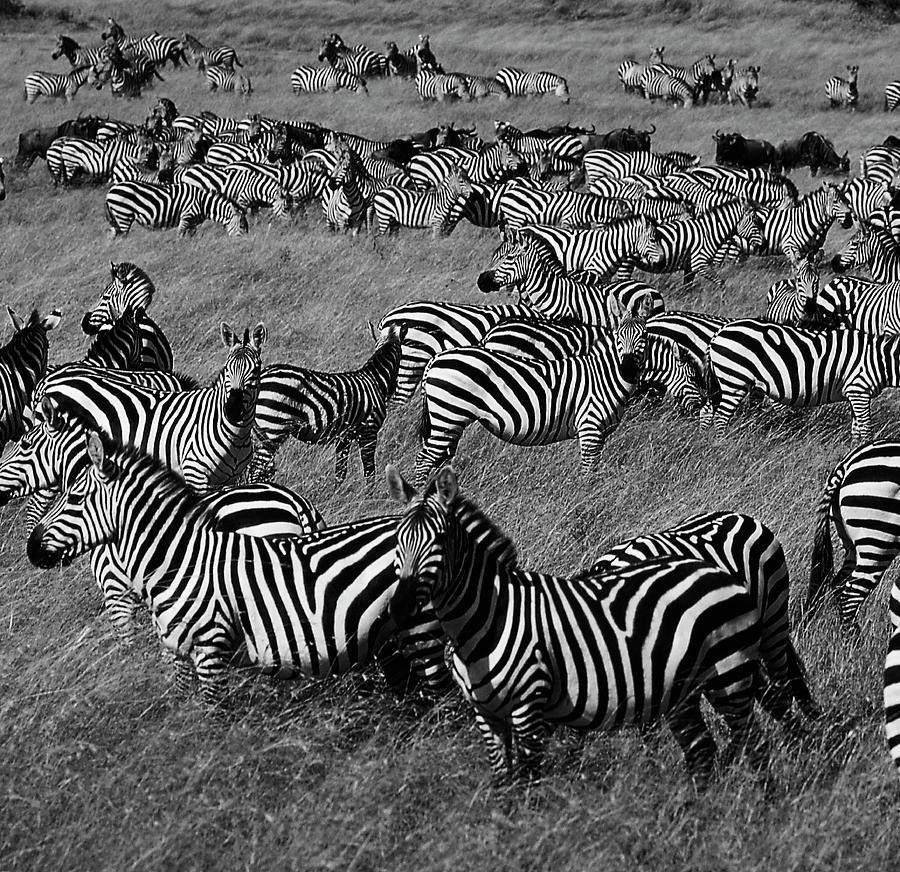 Herd Of Zebra,kenya Photograph by View Stock