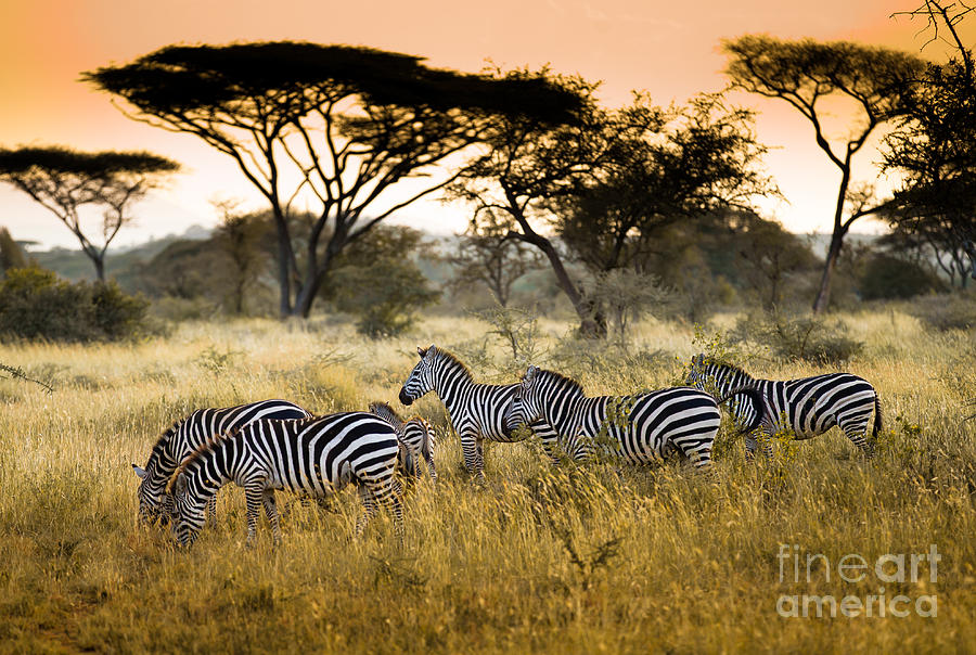 Herd Of Zebras On The African Savannah Photograph by Andrzej Kubik ...