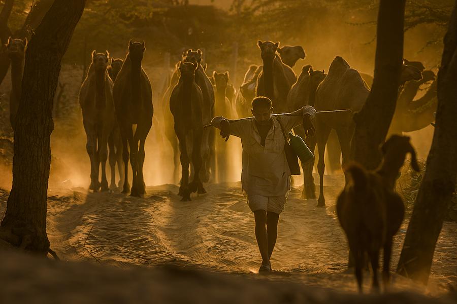 Sunset Photograph - Herd On A Walk by Pavol Stranak