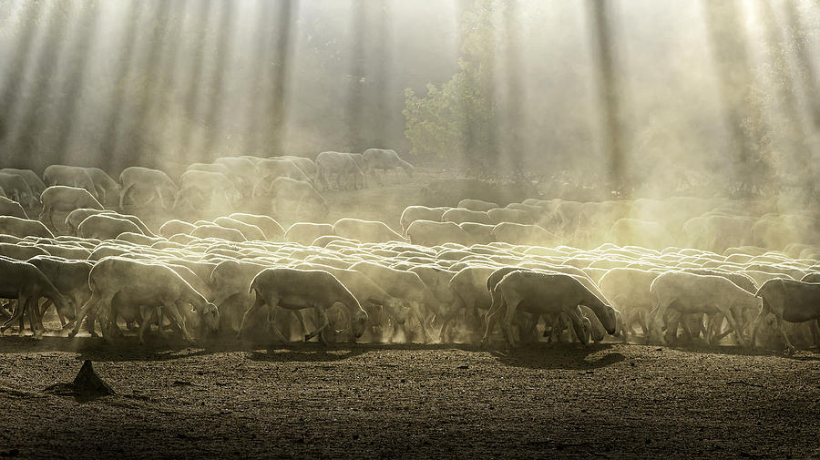 Herd Sheep In The Forest Photograph by Deyan Georgiev